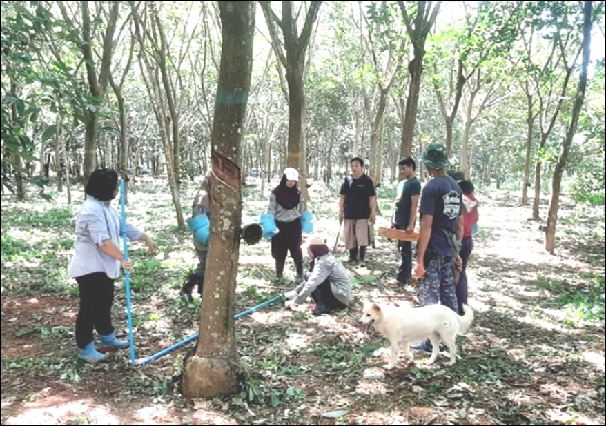 การฝึกงานด้านยางพาราให้กับนิสิตแลกเปลี่ยน 2